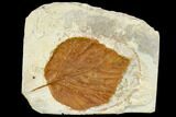 Fossil Leaf (Davidia) - Montana #113219-1